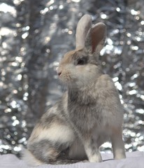 rabbit in the sun