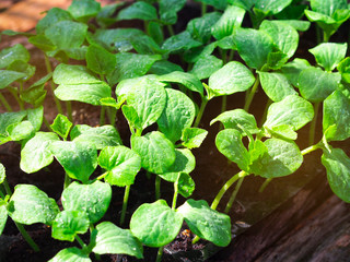 Pumpkin seedling plants growing in the seedling tray in the spring season for agriculture or green nature concept.