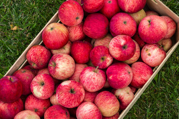 A box of homemade tasty red apples in a crate on green grass.