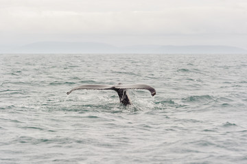 whale starting a deep dive