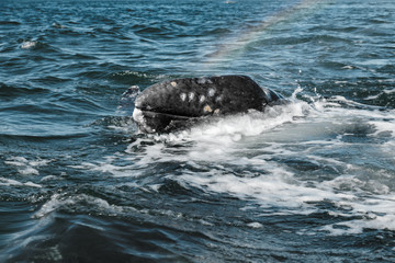 Fototapeta premium Grey whale surfaces in Baja California on Mexico's Pacific coast