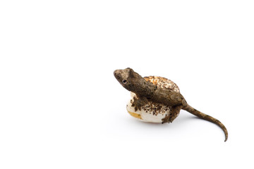 The mossy New Caledonian gecko isolated on white background