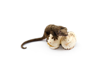 The mossy New Caledonian gecko isolated on white background