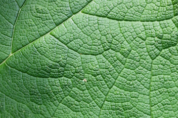 Macro photograph of a leaf of Gunnera manicata also known as giant rhubarb