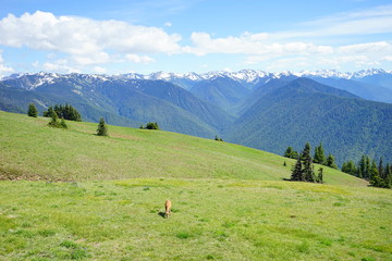 Beautiful  mountains in Olympic National Park in summer in Washington, near Seattle	
