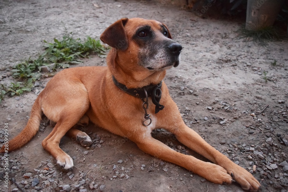 Wall mural red dog guards the yard and the owner