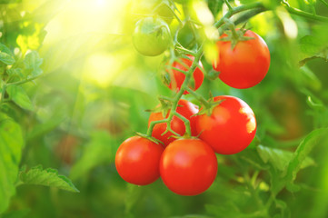 Tomato. Fresh and ripe organic Cherry tomatoes growing in a garden. Tomato hanging on a branch. Agriculture - obrazy, fototapety, plakaty