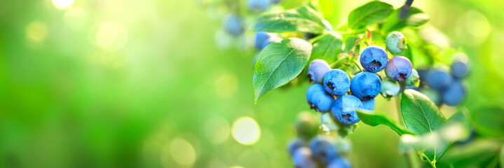 Blueberry plant. Fresh and ripe organic Blueberries growing in a garden. Healthy food. Agriculture....