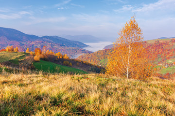 beautiful autumn rural landscape at sunrise. trees in fall colors on a grassy meadow in morning light. valley full of fog at the foot of distant ridge. sunny weather in mountains