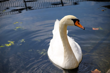 Wild UK Swan