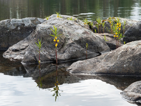 Tufted loosestrife plant growing in shallow water