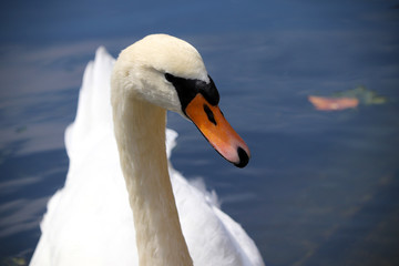 Obraz premium Wild UK Swan