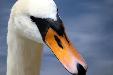 Wild UK Swan