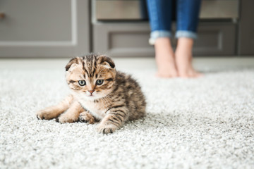 Cute little kitten at home