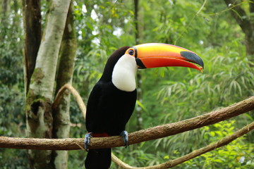 Rainforest birds / Aves de la selva tropical