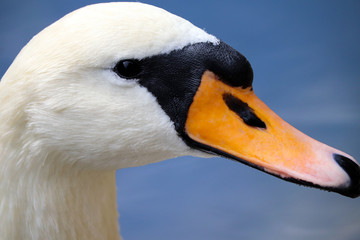 Wild UK Swan