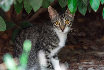 The cat looks out of the bushes