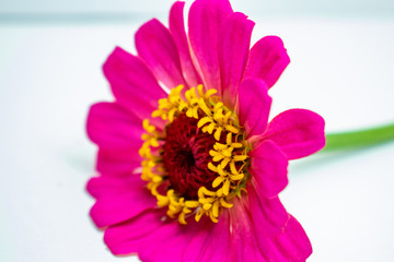 pink flower isolated on white background