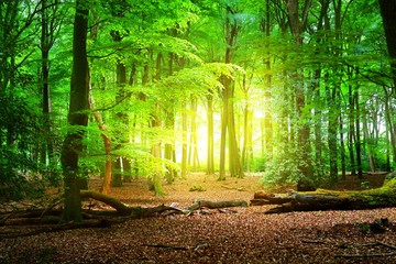 Walkway in a spring forest in the Netherlands with a light glowing in the end