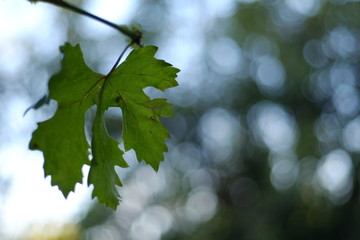 Grape leaves in latin Vitis in the garden