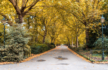 A long beautiful alley with yellow trees and fallen leaves on a ground in autumn, Battersea Park,...