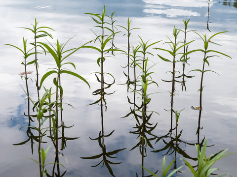 Tufted loosestrife plant growing in calm shallow water