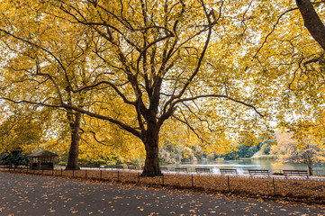 Scenic alley covered with fallen yellow leaves next to a boating lake in Battersea park, London, United Kingdom
