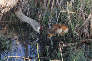 sandhill crane and colts