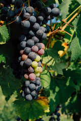 Beautiful grape  cluster with green leaves growing in italian vineyards, close up