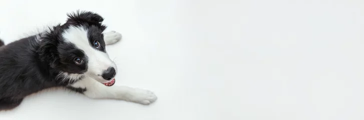 Poster Grappige studio portret van schattige smilling puppy hondje border collie geïsoleerd op een witte achtergrond. Nieuw lief lid van de familie kleine hond staren en wachten op beloning. Dierenverzorging en dieren concept. Banner © Юлия Завалишина