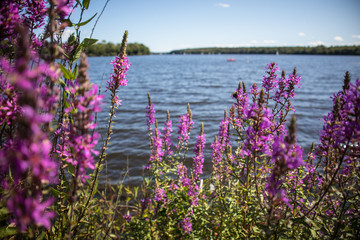 Serene Lake Setting Juxtaposed With Lavender On A Sunny Day