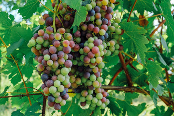 Beautiful grape  cluster with green leaves growing in italian vineyards, close up