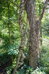 Bark And Roots Entangled In A Forest Scene