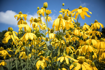 Yellow Flowers Against A Blue Sky