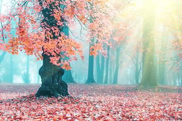 Beautiful autumn landscape. Beautiful autumn tree. Pink maple in blue fog. Misty autumn morning....