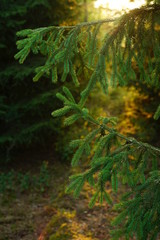 Nature sunset environment