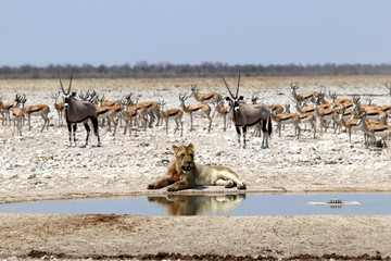 Fototapeta na wymiar Lion at the waterhole - Namibia Africa