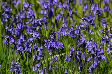 bluebells