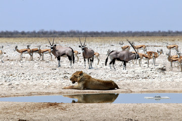 Lions at the waterhole - Namibia Africa