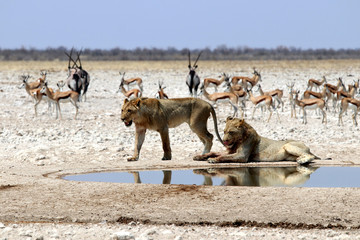 Lions at the waterhole - Namibia Africa