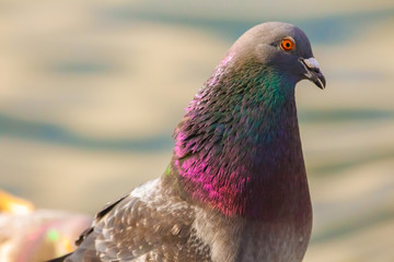 pigeon