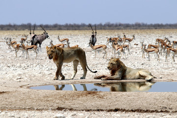 Lions at the waterhole - Namibia Africa