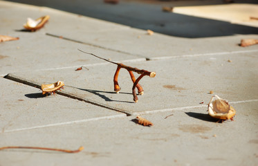 Close-up of funny twig in the shape of a dog among horse-chestnut shells lit by warm sunlight on an autumn day