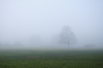 Foggy winter day in a park with lone tree in the foreground