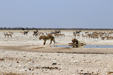 Fototapeta na wymiar Lions at the waterhole - Namibia Africa