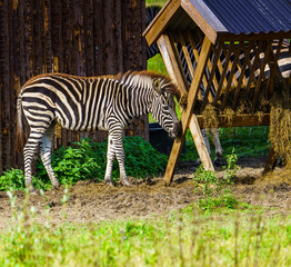 Zebra  © Dreamnordno