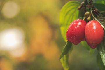 fresh cornelian cherry on banch with leaves