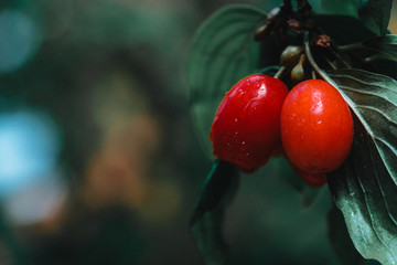 fresh cornelian cherry on banch with leaves