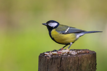 great tit