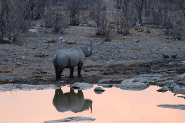 Obraz na płótnie Canvas Rhinoceros at the waterhole at sunset - Namibia Africa